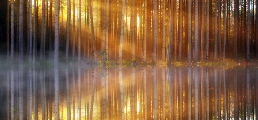 Aranyló napfény az erdőben, azonnali lélekemelő gyógyító energia